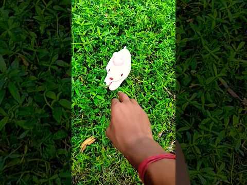 Niki is the most celebrity chihuahua in the world🤣🤣🤣🤣