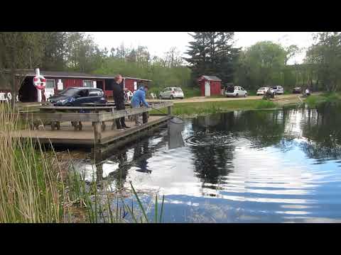 Regnbueørred på lyserød Power Bait 2020-05-13