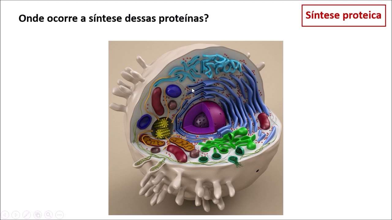 Aula 11 -  Síntese e Endereçamento de proteínas