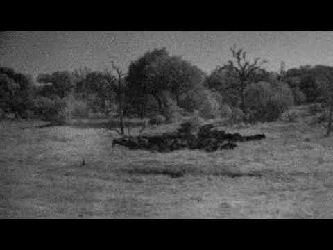 Djuma Private Game Reserve Live Stream: Breeding herd of buffalo come for a drink - Pt 2