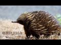 Голоса и звуки животных Австралии для детей 
