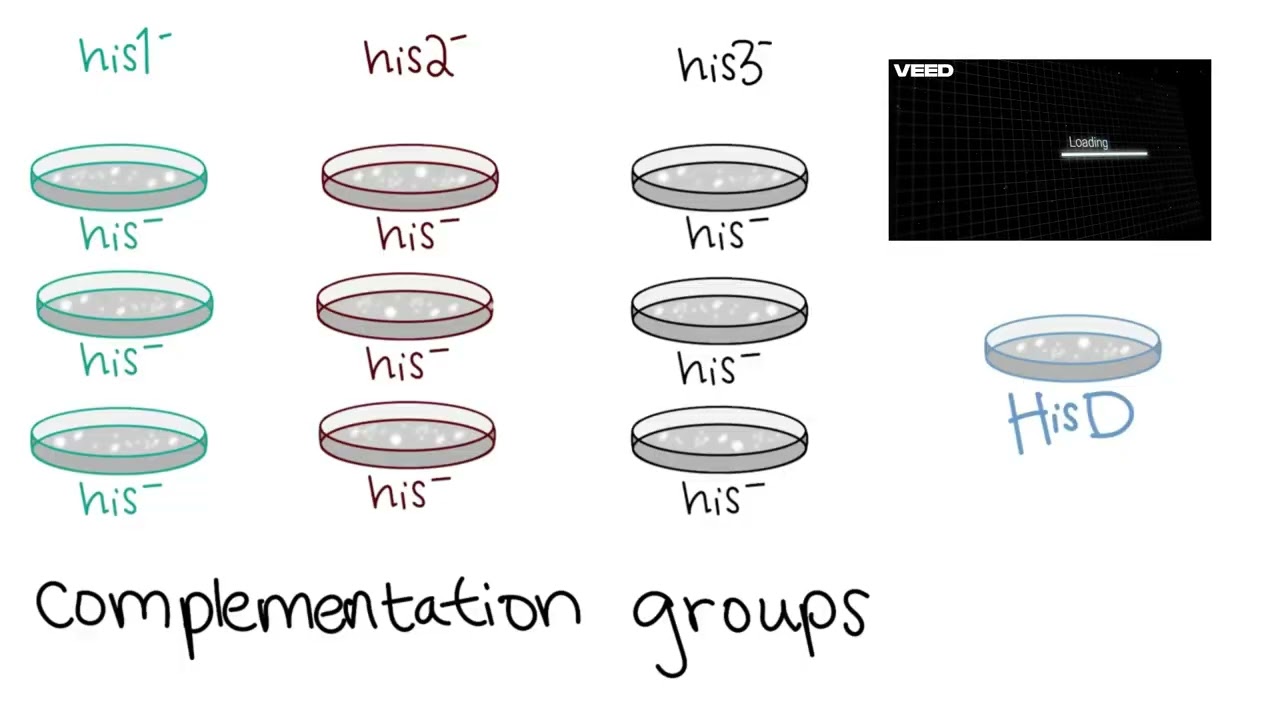 Genetic complementation groups