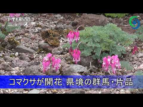 園芸 コマクサは燃えた心臓、出血した心臓