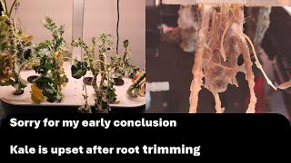Sorry for my early conclusion - Kale is upset after root trimming