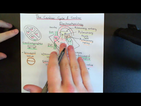 The Cardiac Cycle and Cardiac Electrophysiology Part 2