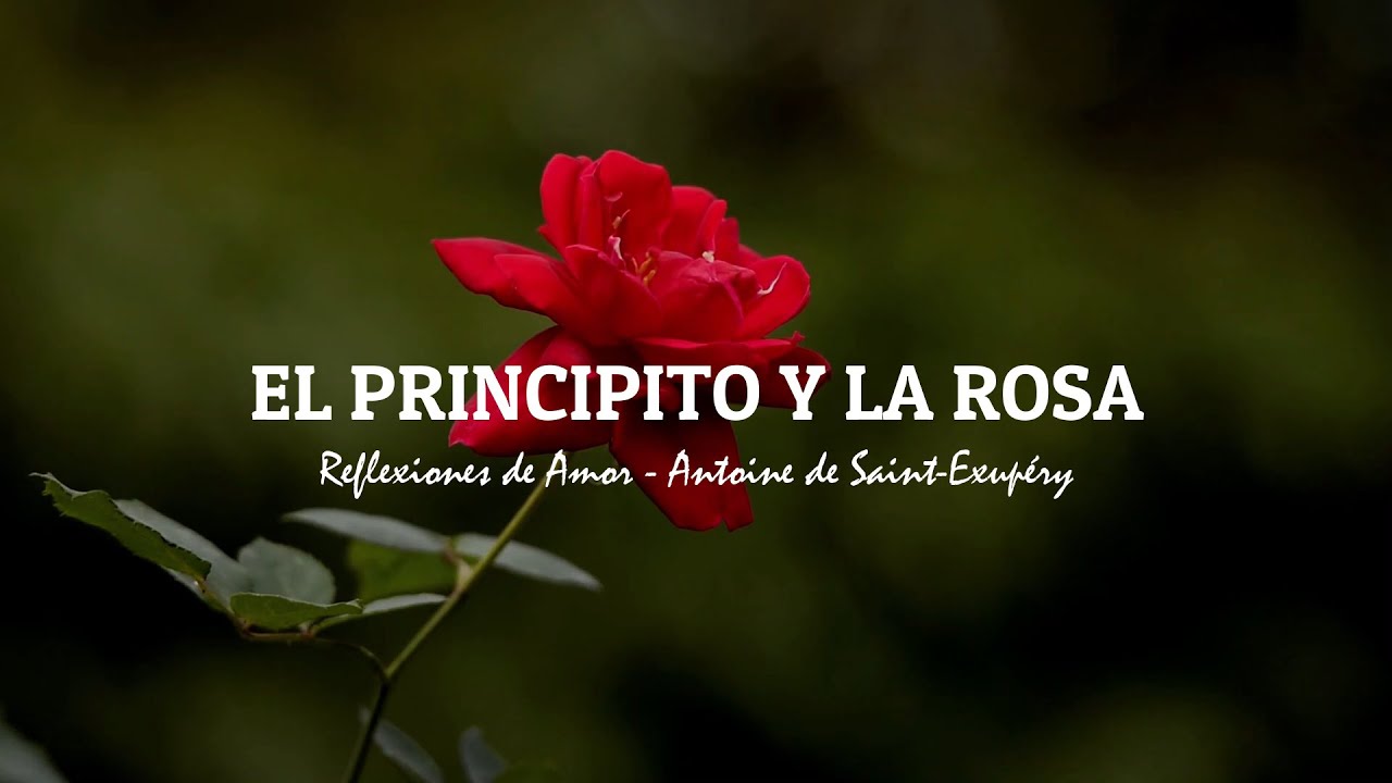 EL PRINCIPITO Y LA ROSA | REFLEXIONES DE AMOR