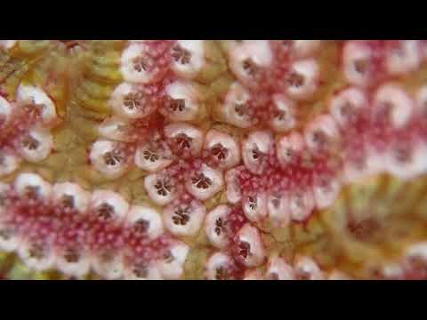 Botrylloides leachii