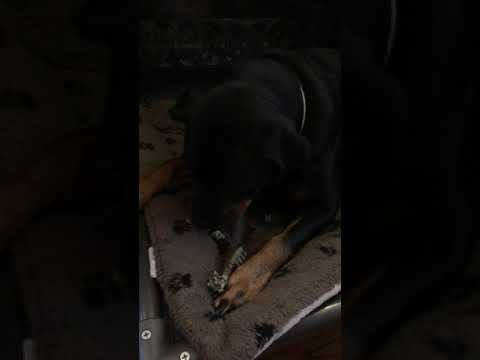 Tinka chewing her Fresh Kisses dental chew