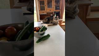 Loaf of Maudie #cat #cute #funnycats