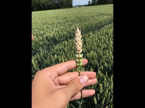 188. Feldexkursion: Fusarium im Winterweizen - NU Agrar, 09.06.2021
