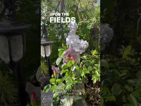 バラの茂みの雑草からヒルガオを取り除く方法