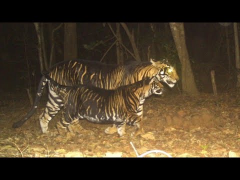 Black Tigers of India | Similipal Tiger Reserve