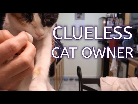 Cat owner tries cleaning bacterial infection mucus from cat Lucy's eyes