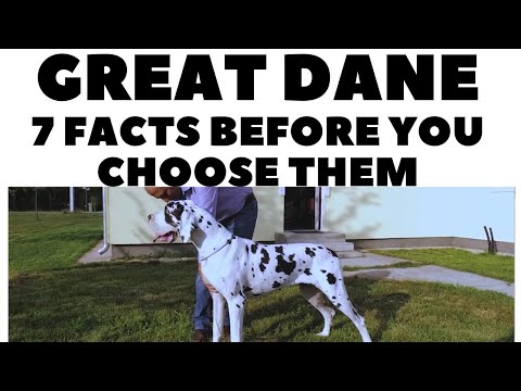 image-Is a Great Dane a good house dog?