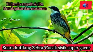 Download lagu Suara pikat ampuh kutilang zebra gacor/Cucak bersisik/Lincang macan/ampuh untuk pikat dan masteran mp3
