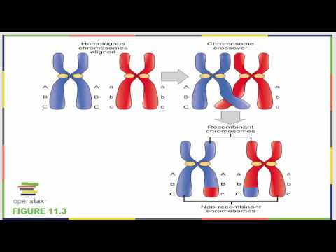 Bio 181 OpenStax Chapter 11