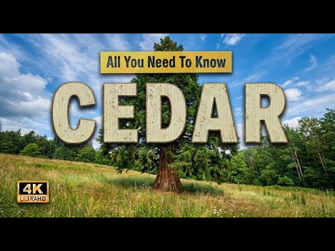 Cedar Tree | All You Need To Know About