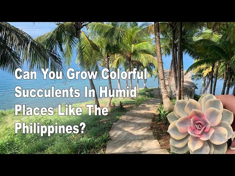 image-Are there colorful succulents?