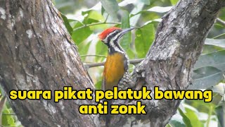 Download lagu 📢🐦❤️Suara Pikat Pelatuk Bawang Jernih Anti Zonk Dari Jejak Berburu Borneo mp3