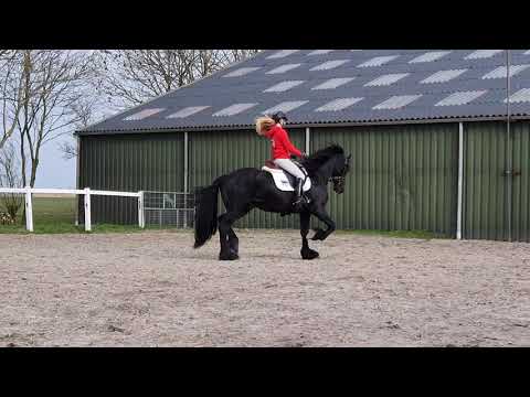 Stal Okkema's Dimitriv - Kaspar x Thomas - stallion - 2017 - for sale