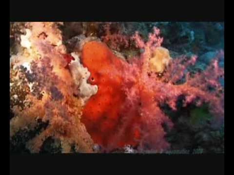 Aqualise - Colours of the sea - WPPK - Footage by aquamotion