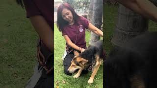 Video preview image #1 Gerberian Shepsky Puppy For Sale in Pasadena, CA, USA