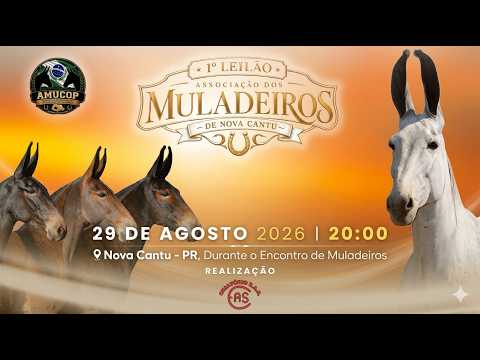 1º LEILÃO DE MUARES - NOVA CANTU/PR