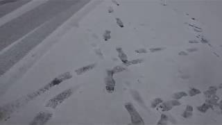 The Fox in the Snow ~ Belle and Sebastian