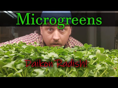 Growing Indoor Ginger Sprouted From Store Bought 2020