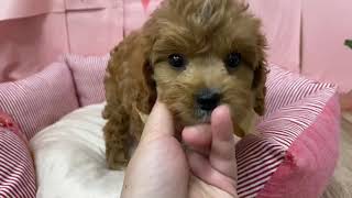 ハーフ犬の動画01