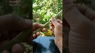Download lagu how to make flute with papaya leaf mp3 Download lagu how to make flute with papaya leaf mp3