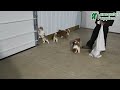 Shiba Inu dogs for sale: Zoe  - Video 1
