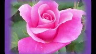 DIANA NAVARRO. 24 ROSAS