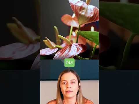 OpenAI cria IA que faz sua planta falar
