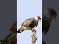 The national bird of Mexico, and its name meaning "crested 'ka-la' bird." #crestedcaracara #birds