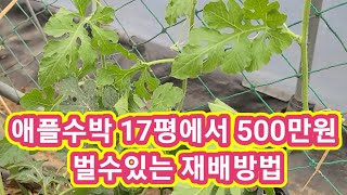 애플수박 17평에서 500만원 이상 벌수있는 재배방법및 순치는방법,수박키우기 수박순치기,순지르기,적심 전원일…