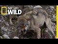 Dinnertime with Wolves | Destination WILD
