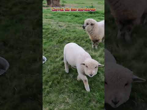 Simpaticos Corderos, EN ALDEA SANTA MARIA, Entre Rios #shorts