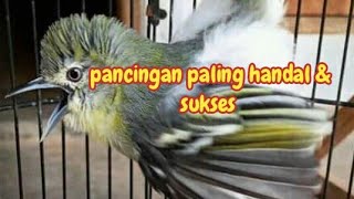Download lagu Pancingan sirtu gacor MANJUR untuk sirpu MUDA dan cipoh belajar bunyi mp3