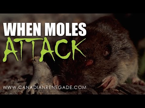 When Moles Attack! (Pocket Gophers)