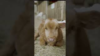 He understands My tears ,The Isaacs lyrics