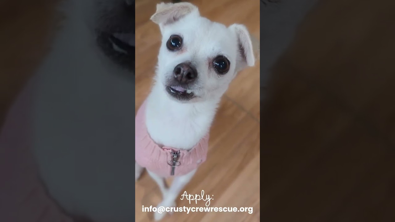 Enlarge Holly, a ADOPTABLE Chihuahua in Running Springs, CA video 2/2