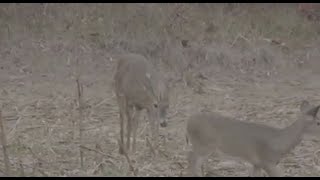 Remodel the Deer Woods - Deer &amp; Deer Hunting TV, Full Episode