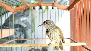 Download lagu SUARA BURUNG CUCAK RAWIS PALING AMPUH UNTUK PANCINGAN mp3 Download lagu SUARA BURUNG CUCAK RAWIS PALING AMPUH UNTUK PANCINGAN mp3