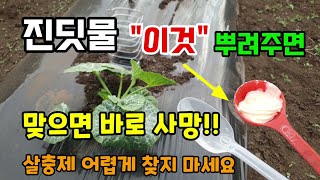 진딧물응애깍지벌레 "이것" 넣어 뿌려주면 쉽게 퇴치해요 천연살충제 어렵게 찾지 마세요.