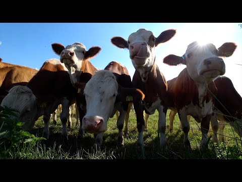 (4K) Cow videos ver.2 🐮🐄 Cows mooing & grazing in a field 🌿 Nature sounds & white noise 🌾 Relaxing 🍂