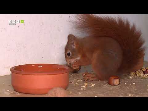 Eichhörnchenpflegestation in Norderstedt