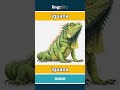 iguana - iguana video thumbnail