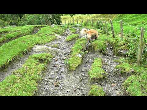 TATAN Perro de Shakira