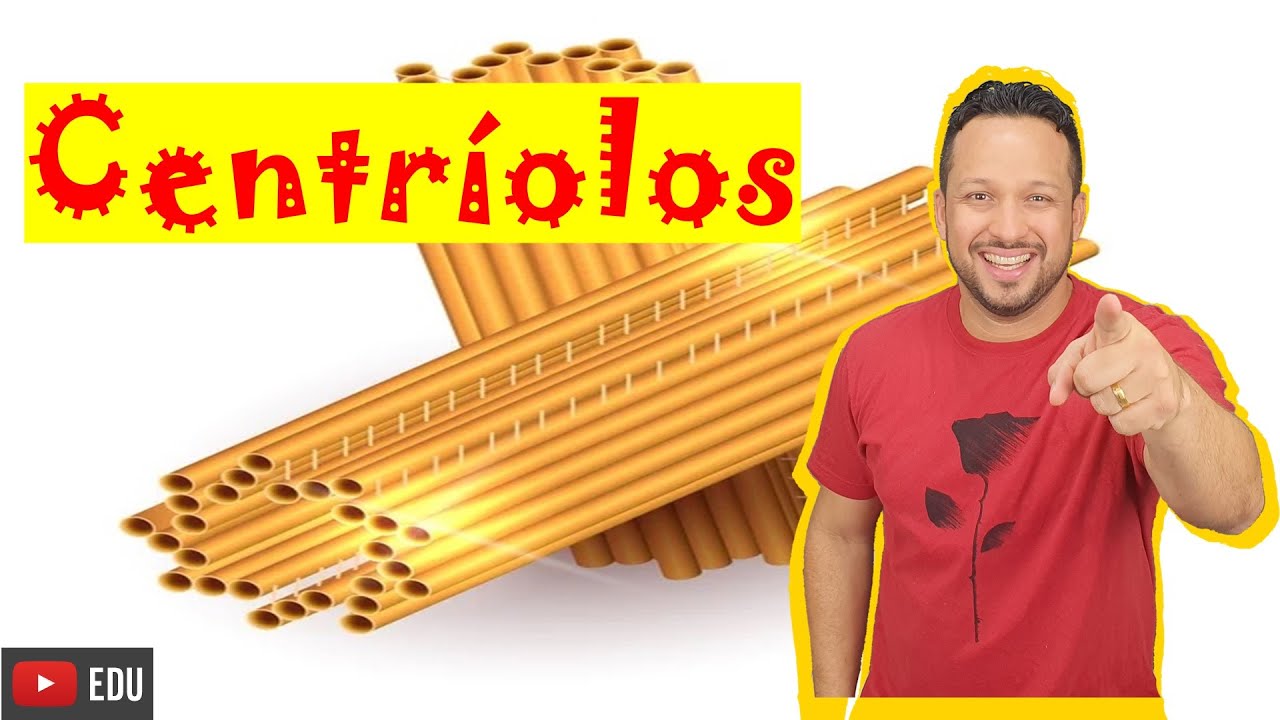 Centríolos - Definição, Características e Funções - Organelas Citoplasmáticas - Citologia